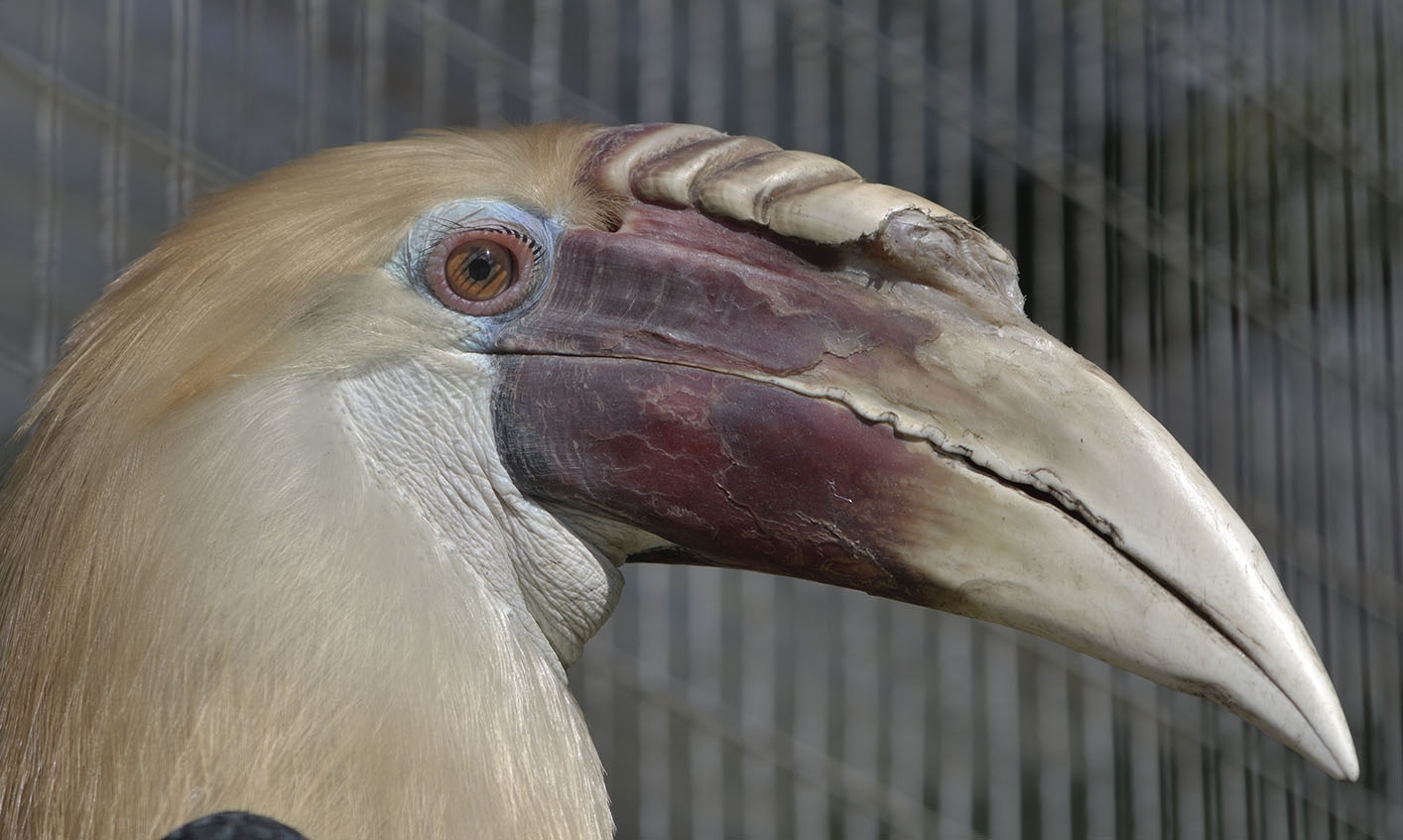 Papuan wreathed hornbill