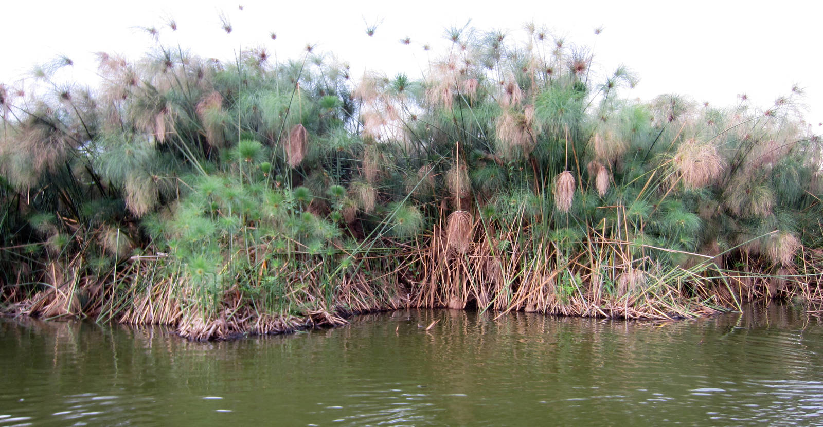 Papyrus swamp