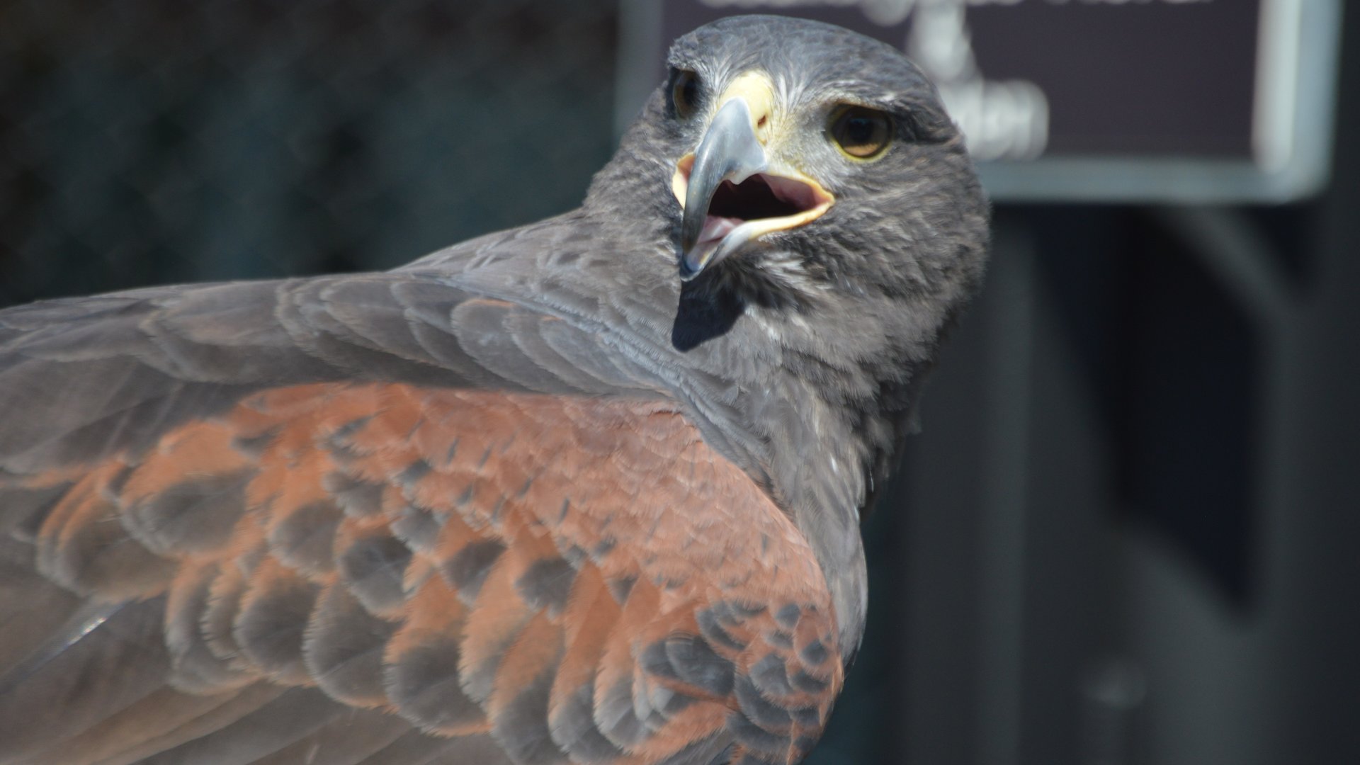 Parabuteo unicinctus (Harris's Hawk)