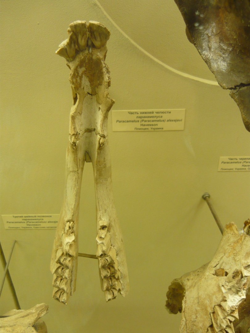 Paracamelus alexejevi mandible fragment