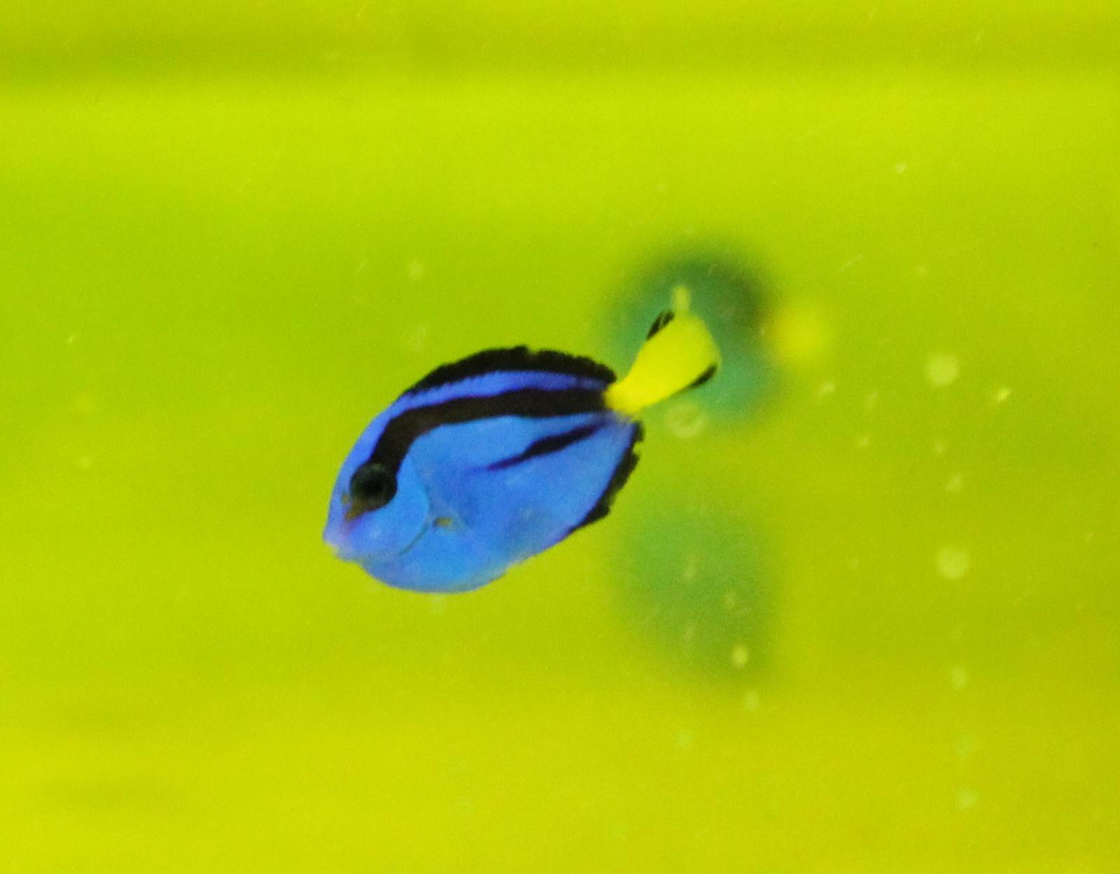 Paracanthurus hepatus