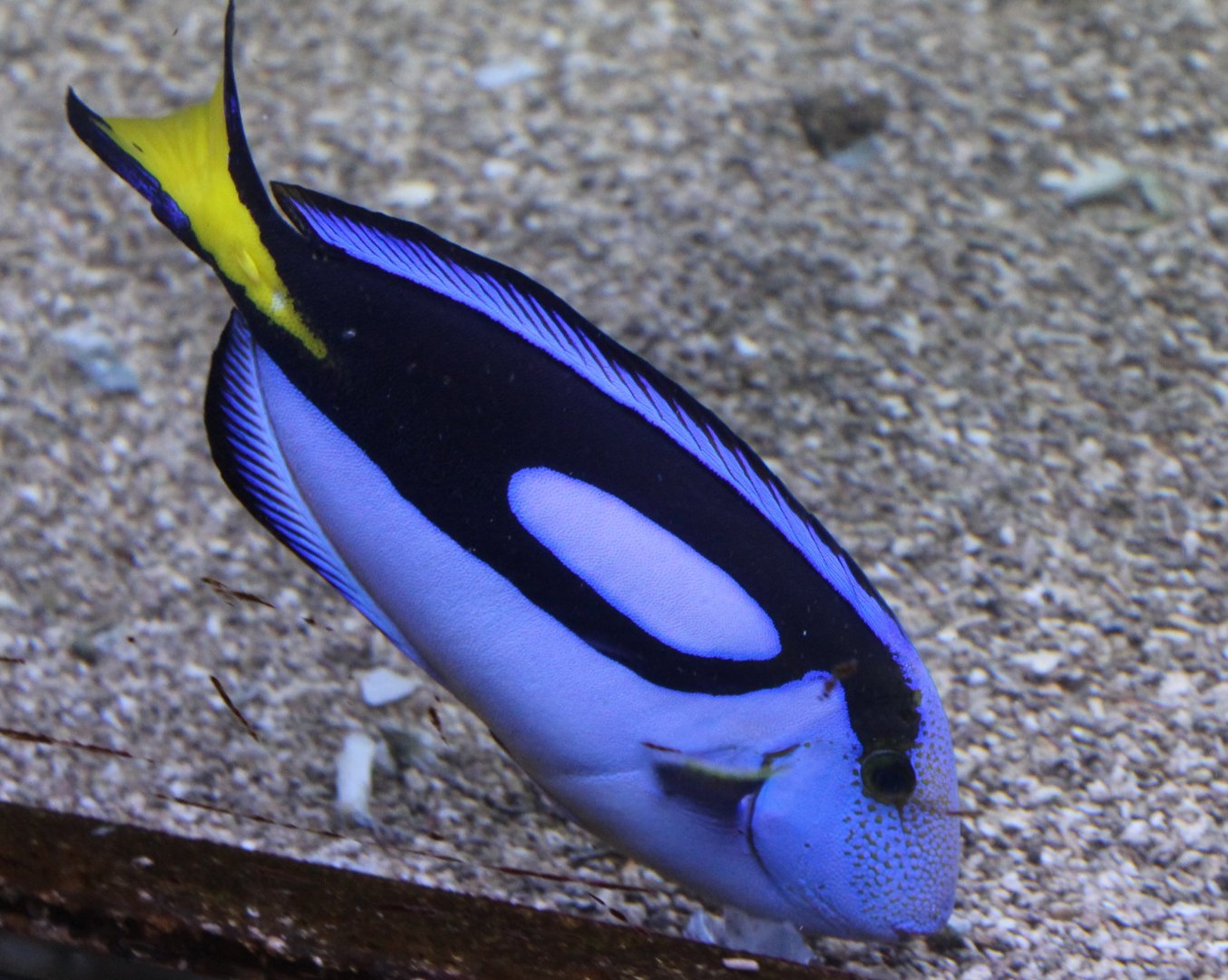 Paracanthurus hepatus
