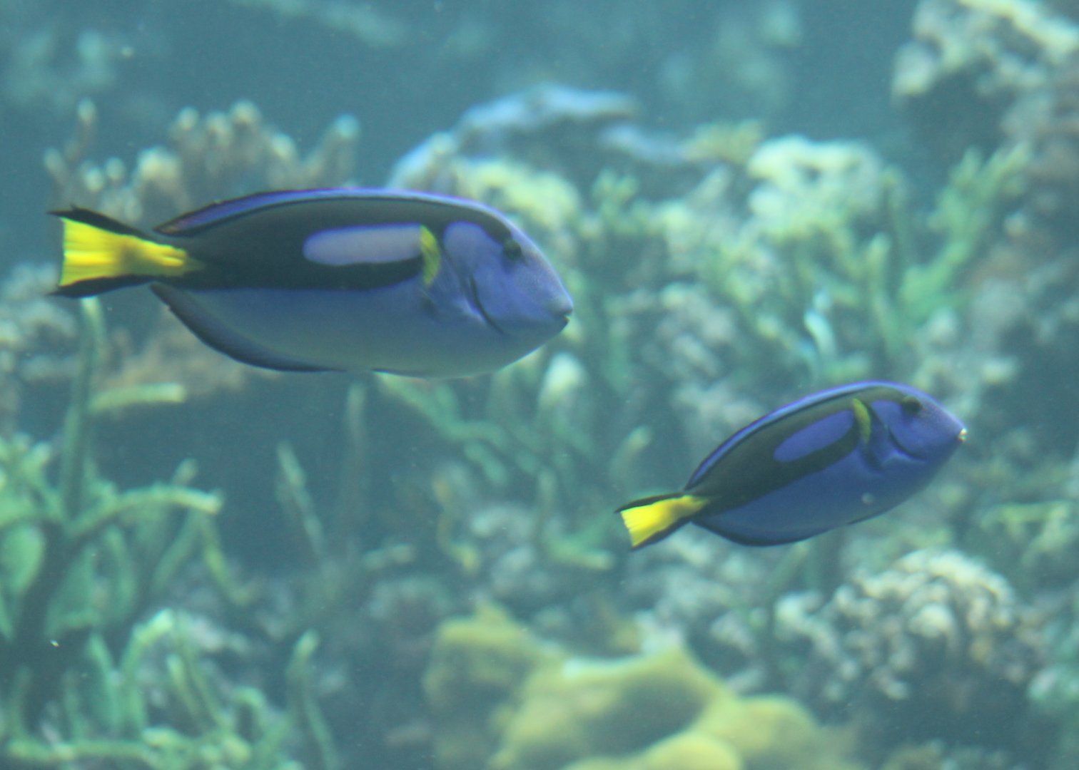 Paracanthurus hepatus