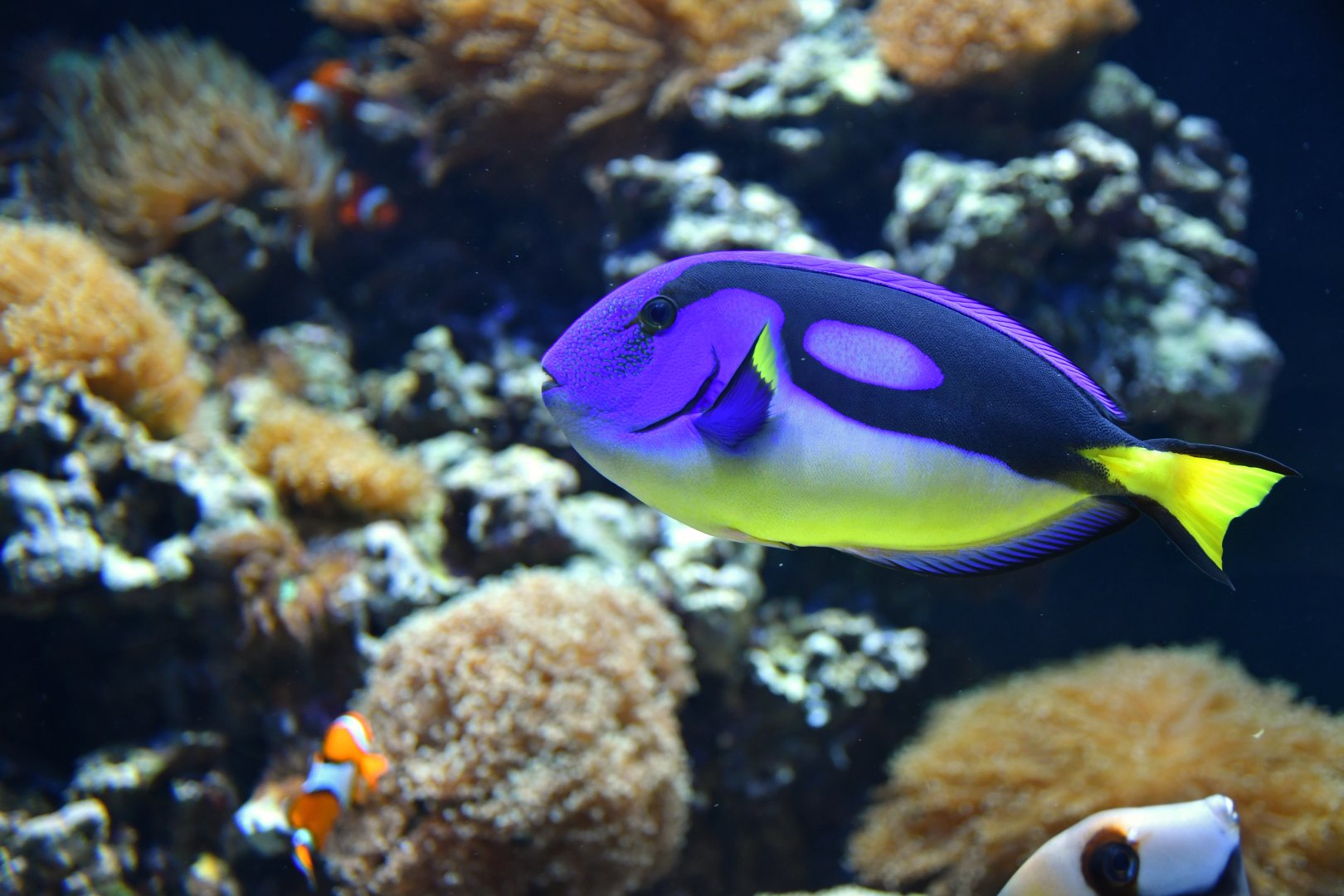 Paracanthurus hepatus