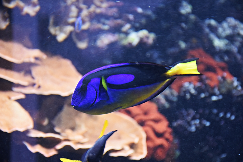 Paracanthurus