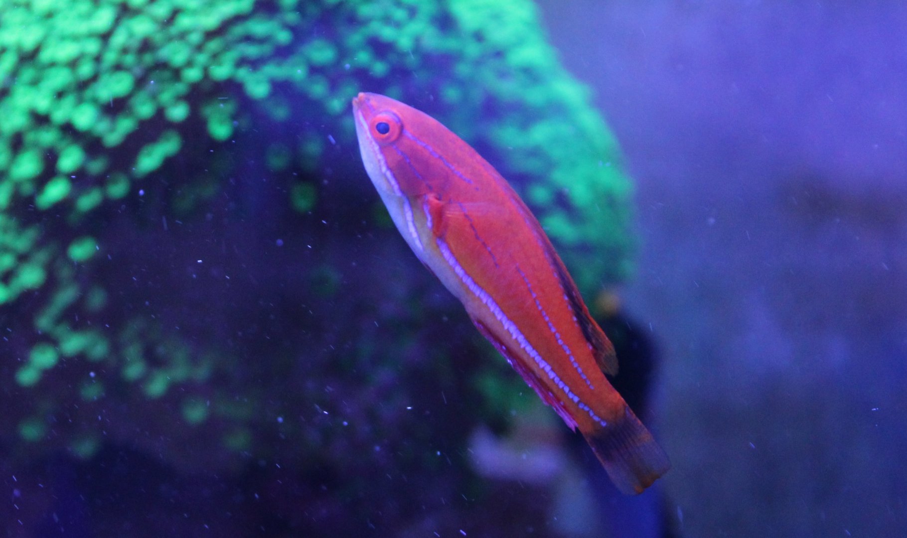 Paracheilinus carpenteri