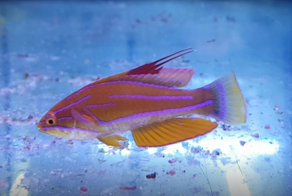 Paracheilinus filamentosus