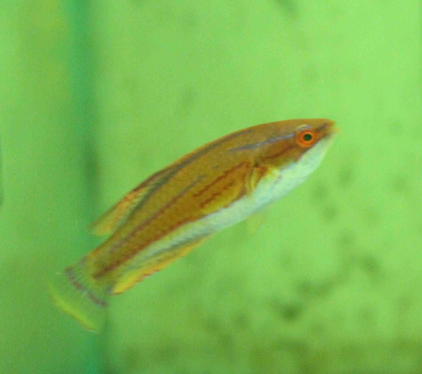 Paracheilinus mccoskeri