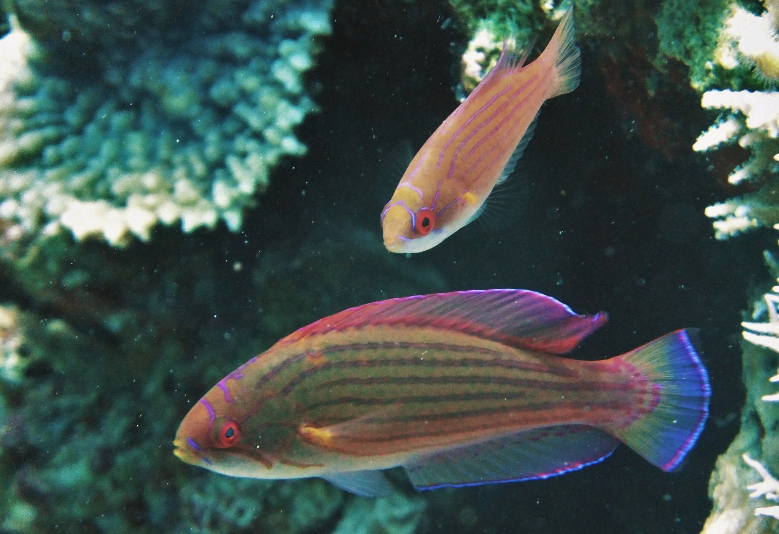 Paracheilinus octotaenia