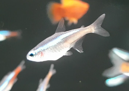 Paracheirodon innrsi