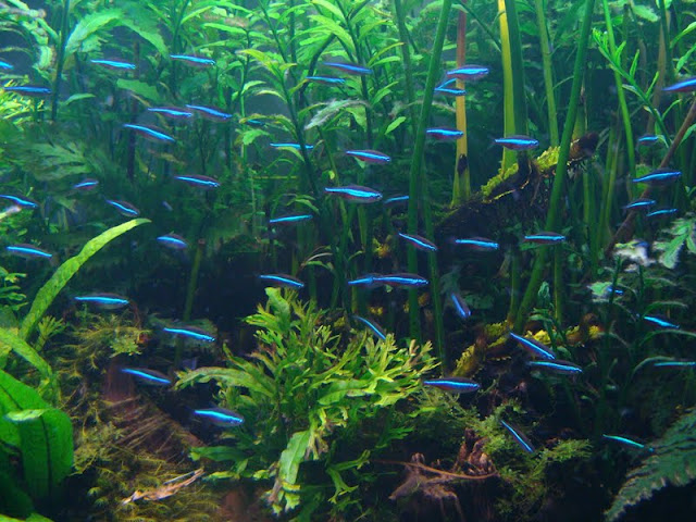 Paracheriodon simulans