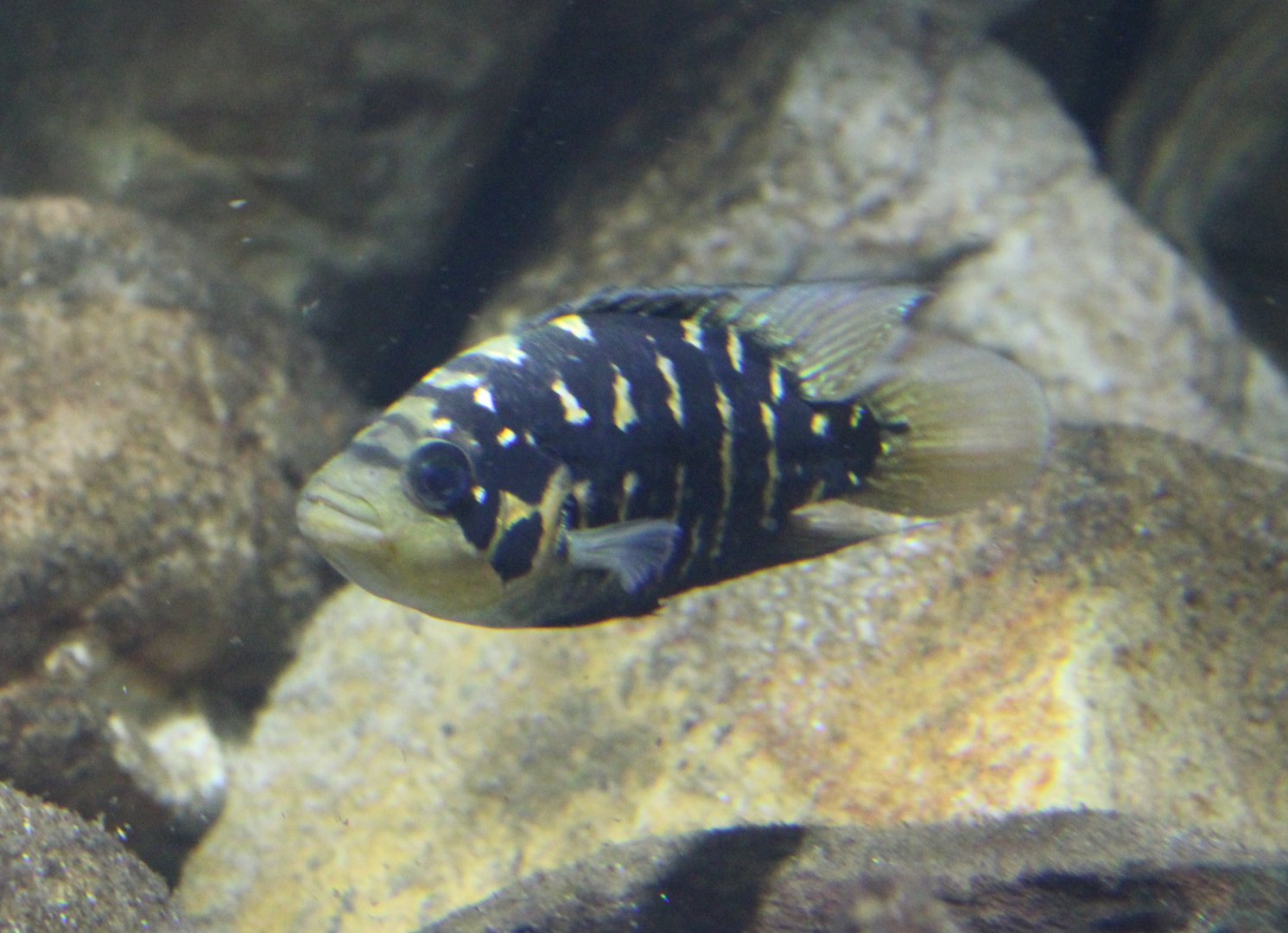 Parachromis friedrichsthalii