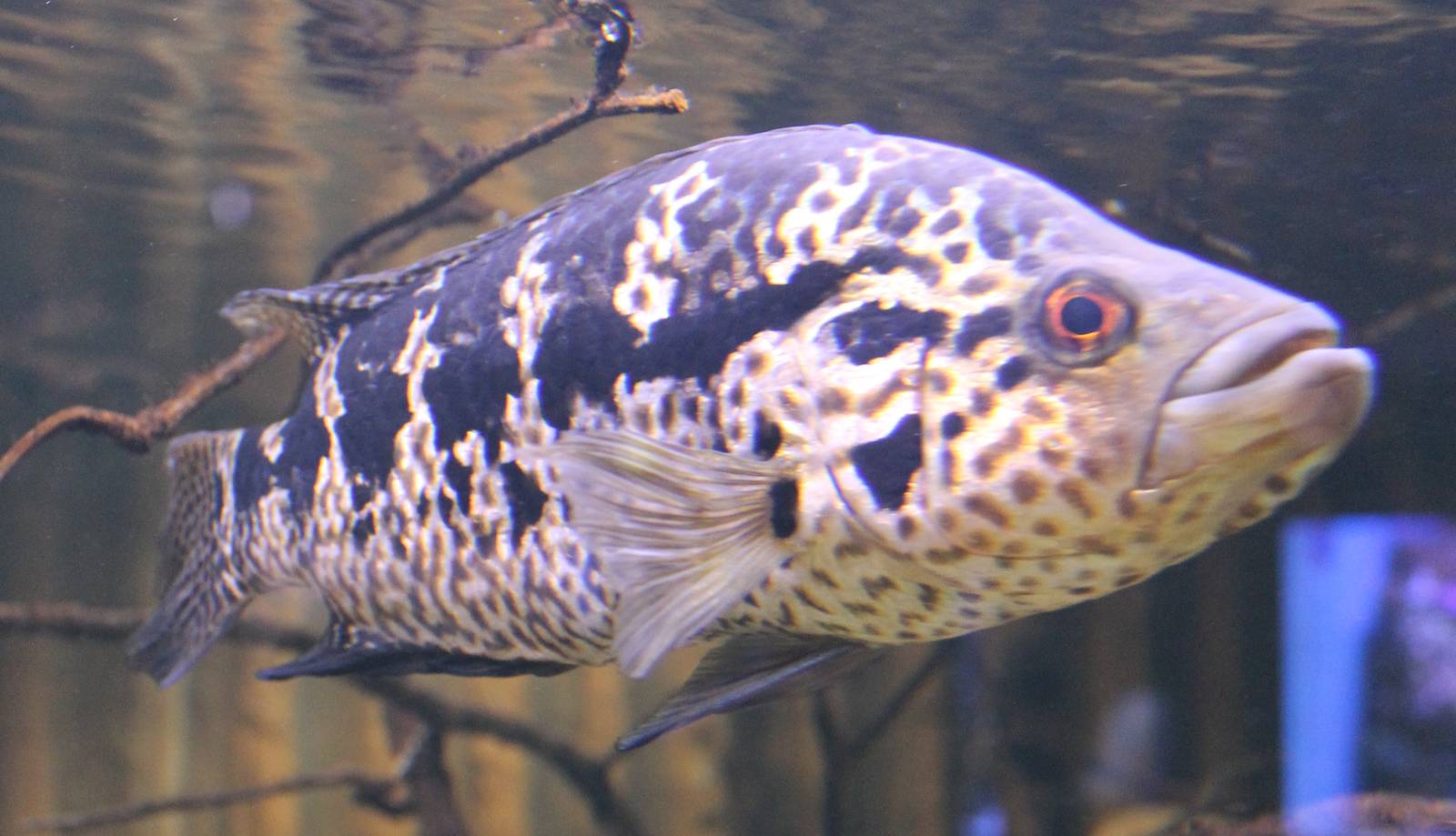 Parachromis managuense