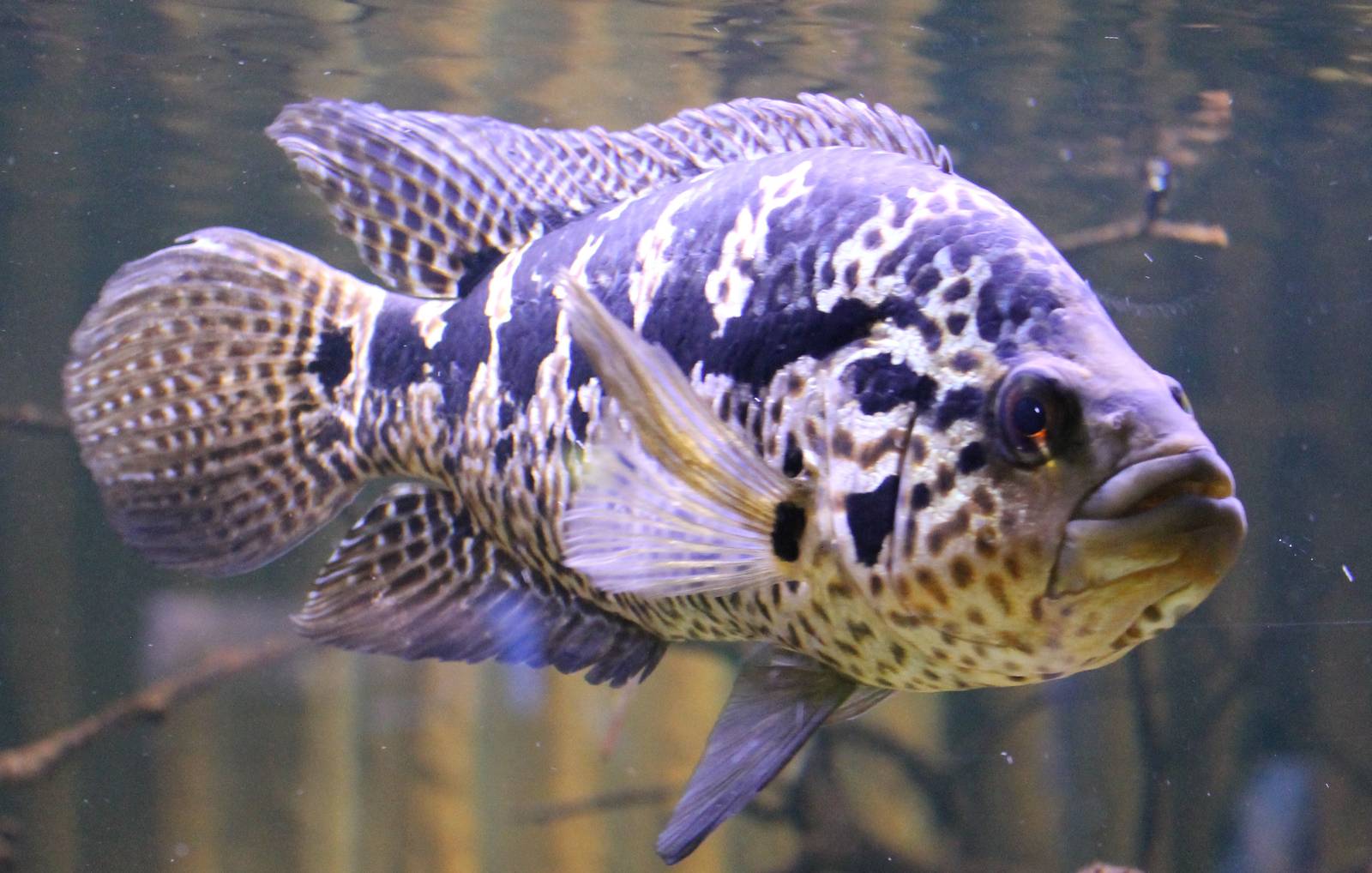 Parachromis managuense