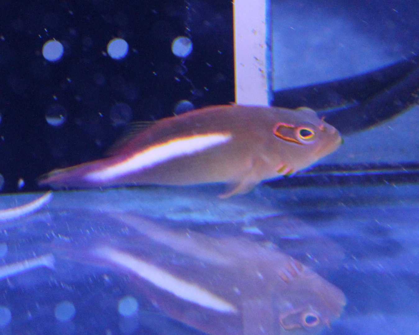 Paracirrhites arcatus