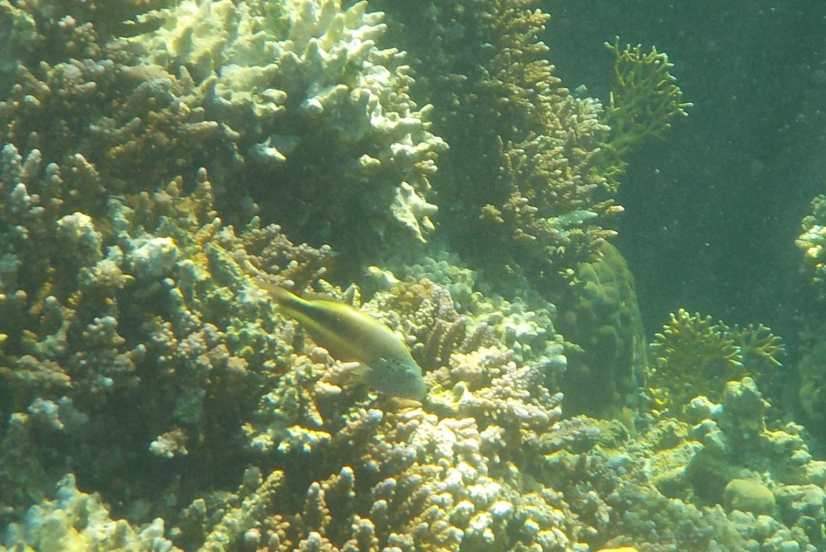 Paracirrhites forsteri - Freckled hawkfish