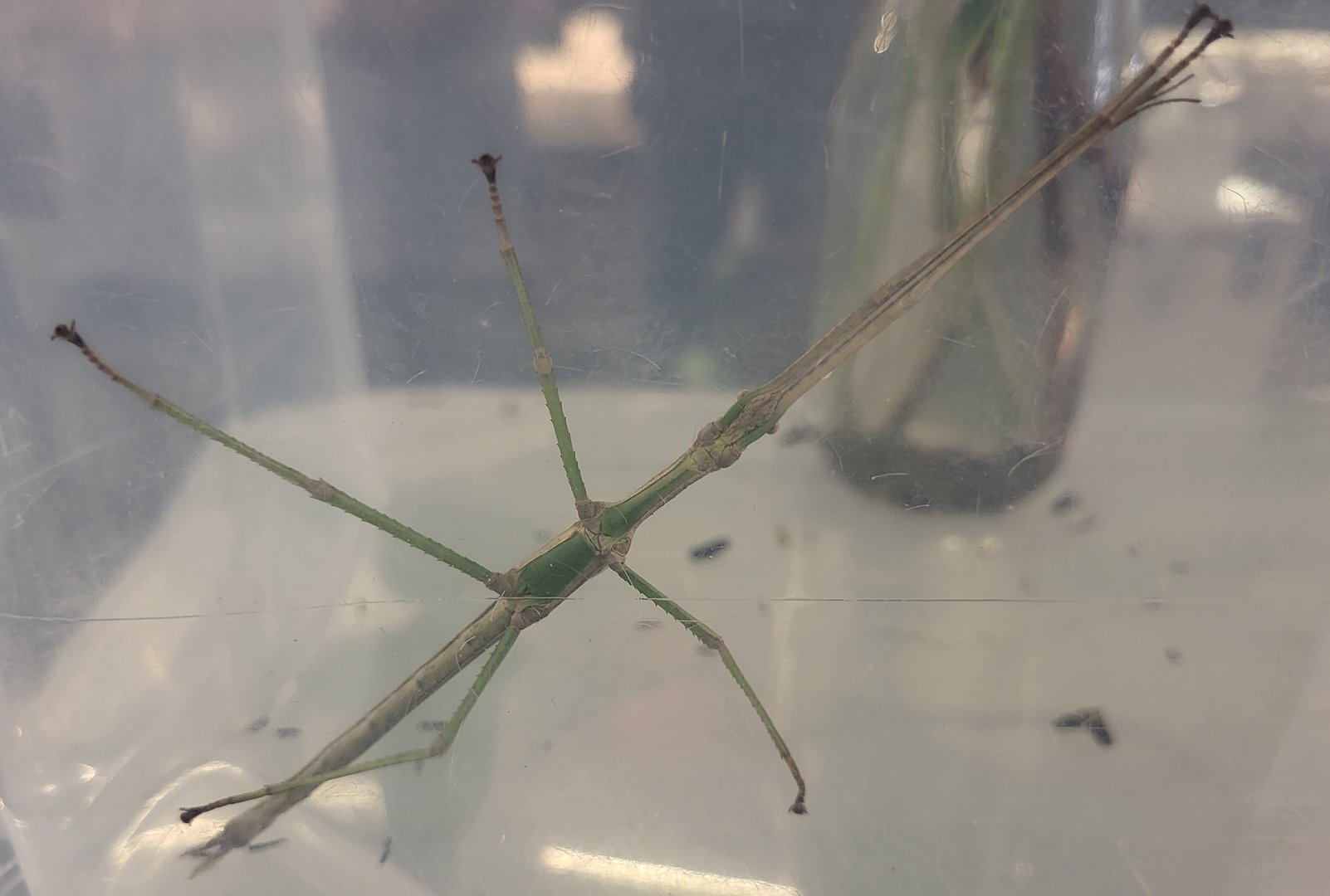 Paracyphocrania major