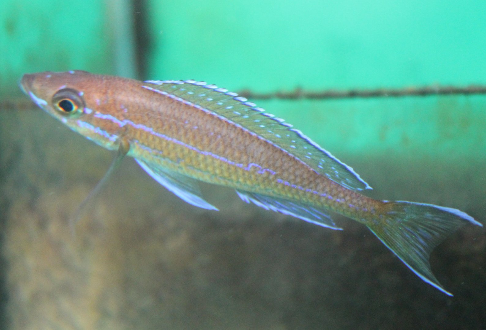 Paracyprichomis nigripinnis