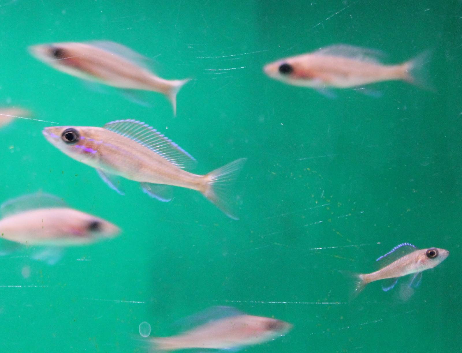 Paracyprichromis nigripinnis