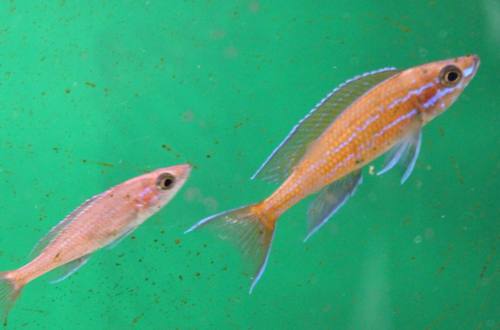 Paracyprichromis nigripinnis