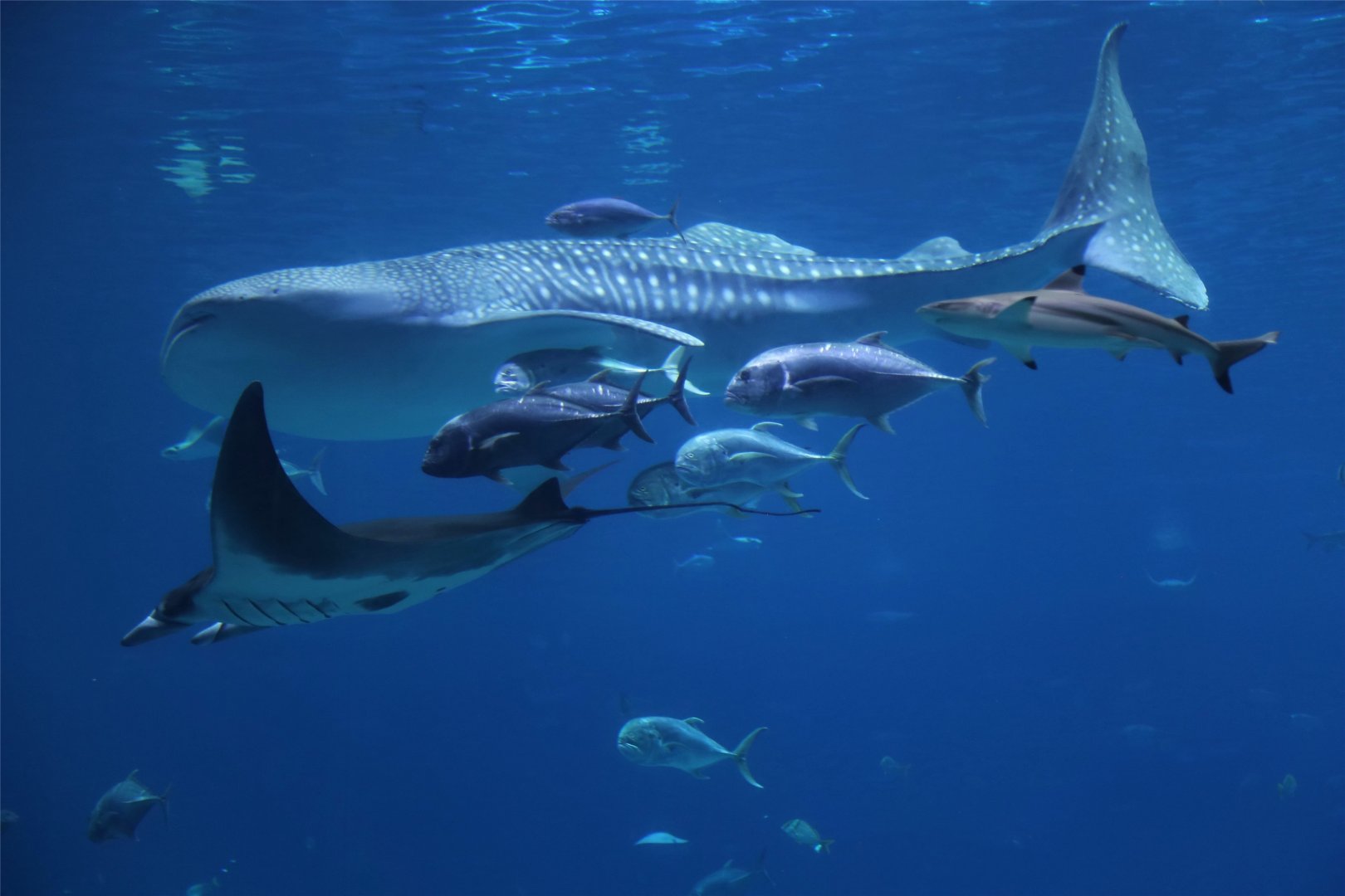 Parade of the Giants