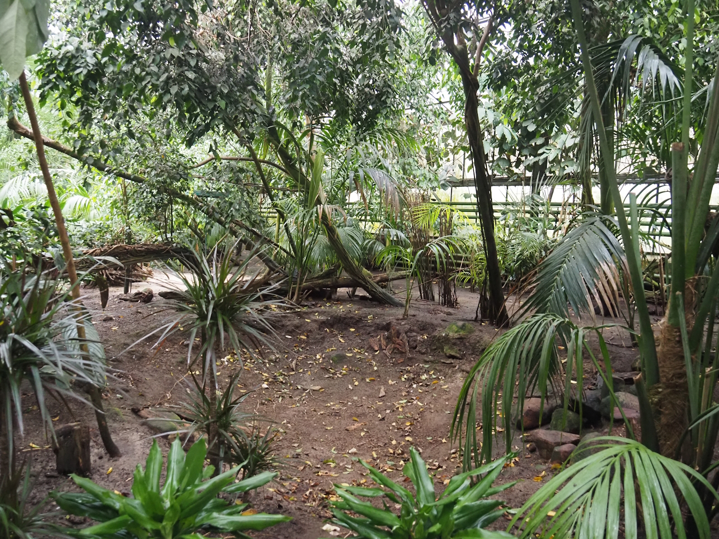 Paradies-Halle - African walk-through tropical hall, 2024-05-22