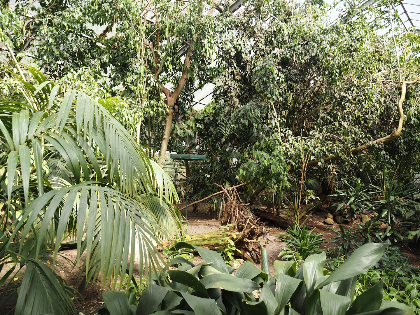 Paradies-Halle - African walk-through tropical hall, 2024-05-23