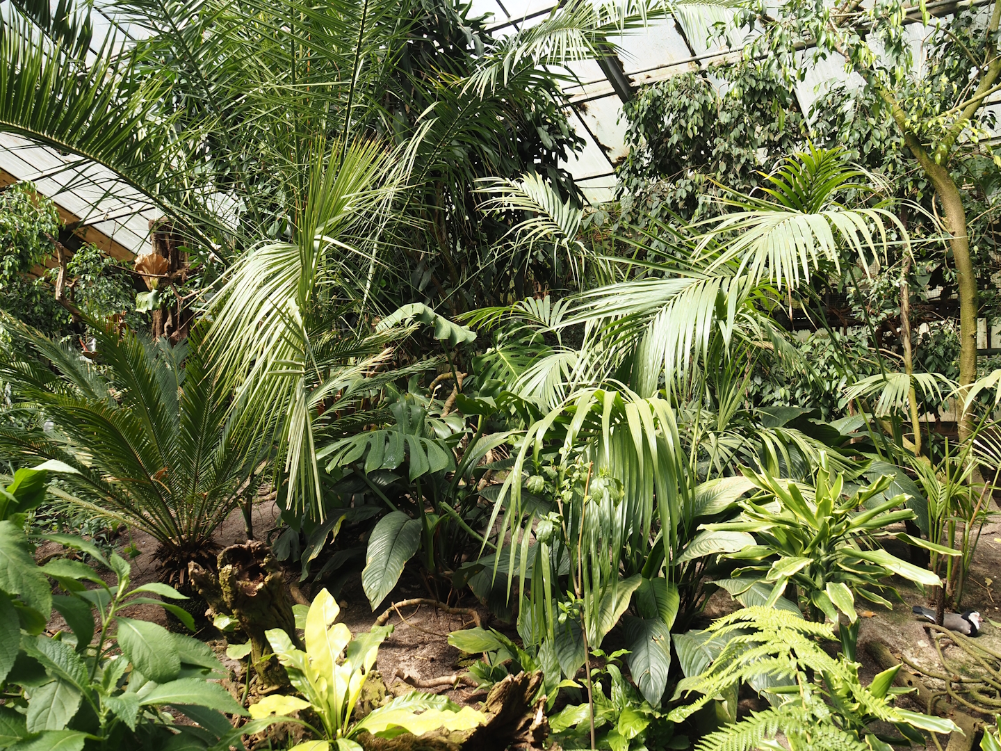 Paradies-Halle - African walk-through tropical hall, 2024-05-23