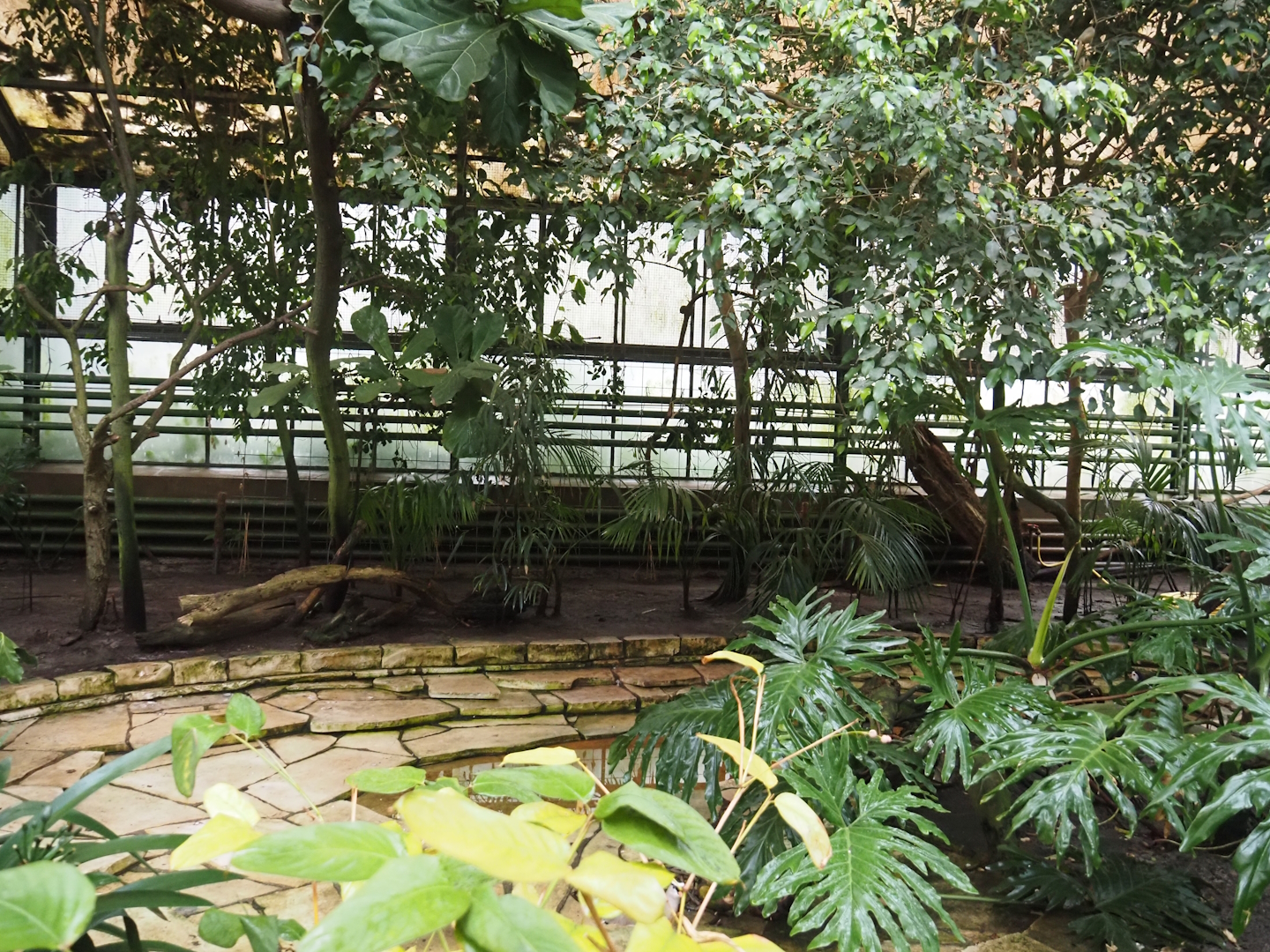 Paradies-Halle - African walk-through tropical hall - Pond, 2024-05-22