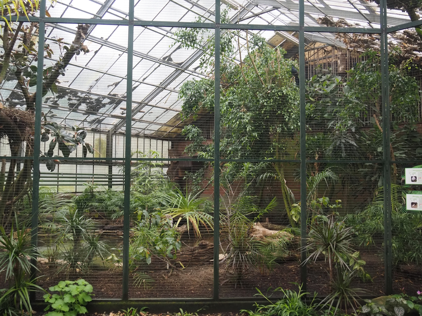 Paradies-Halle - Madagascar aviary in African walk-through hall, 2024-05-22