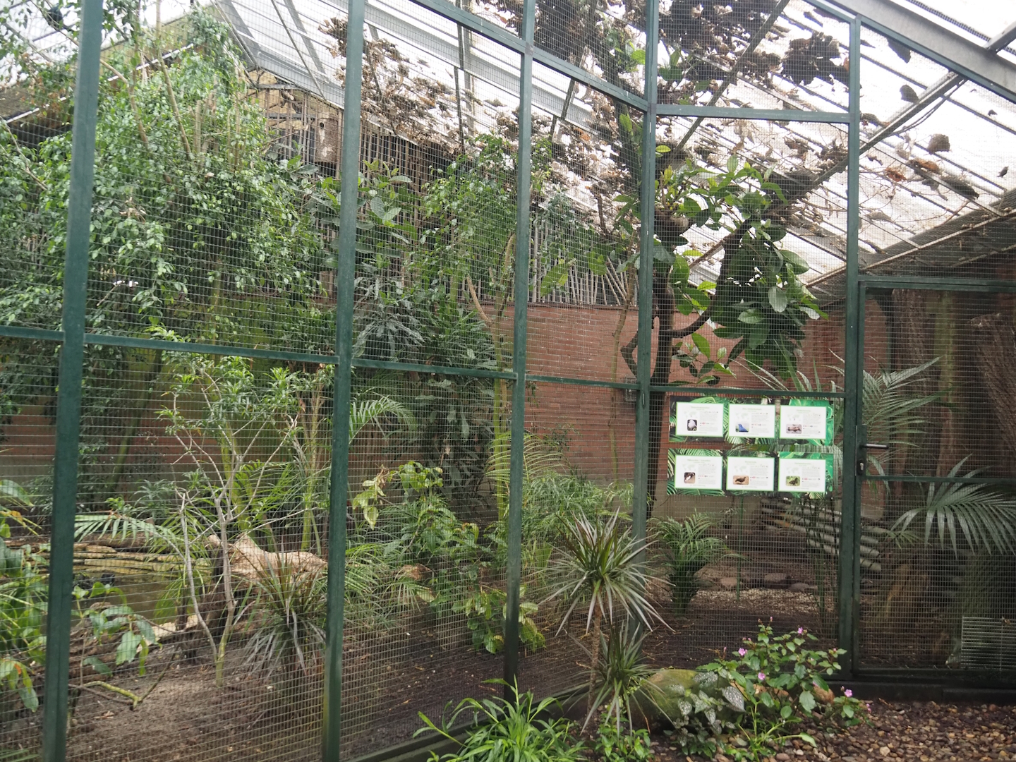 Paradies-Halle - Madagascar aviary in African walk-through hall, 2024-05-22