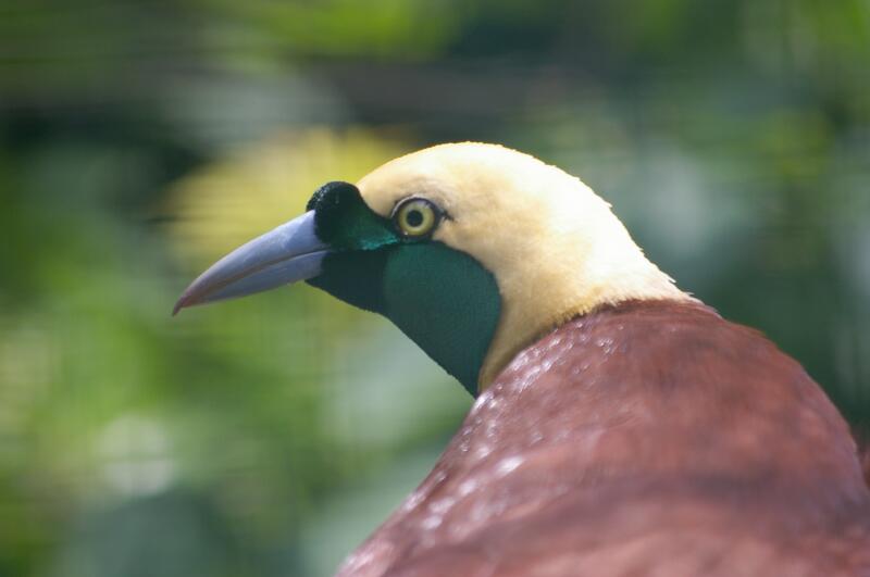 Paradisaea apoda at Birdpark Walsrode