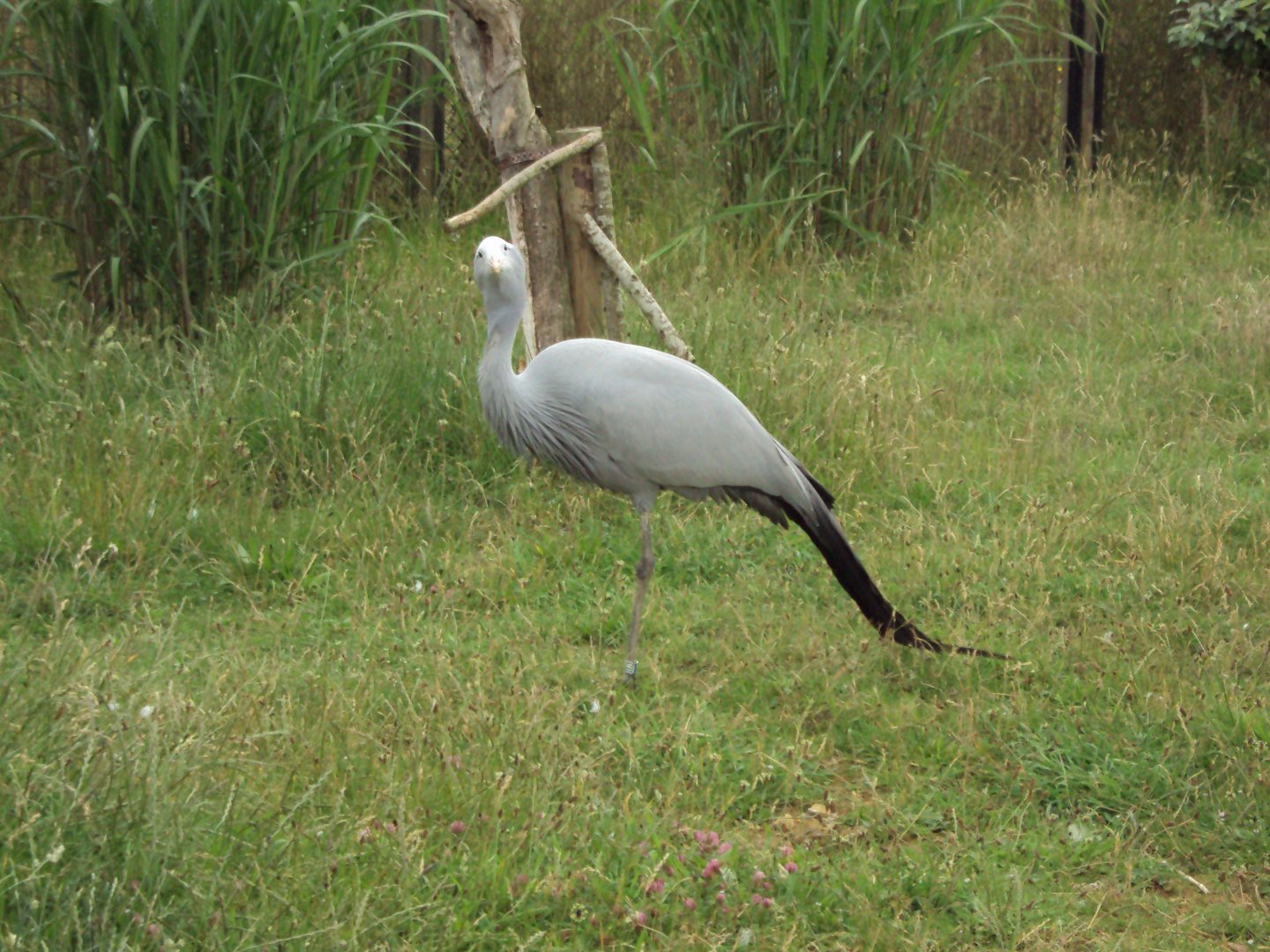 Paradise Crane 23/06/2019