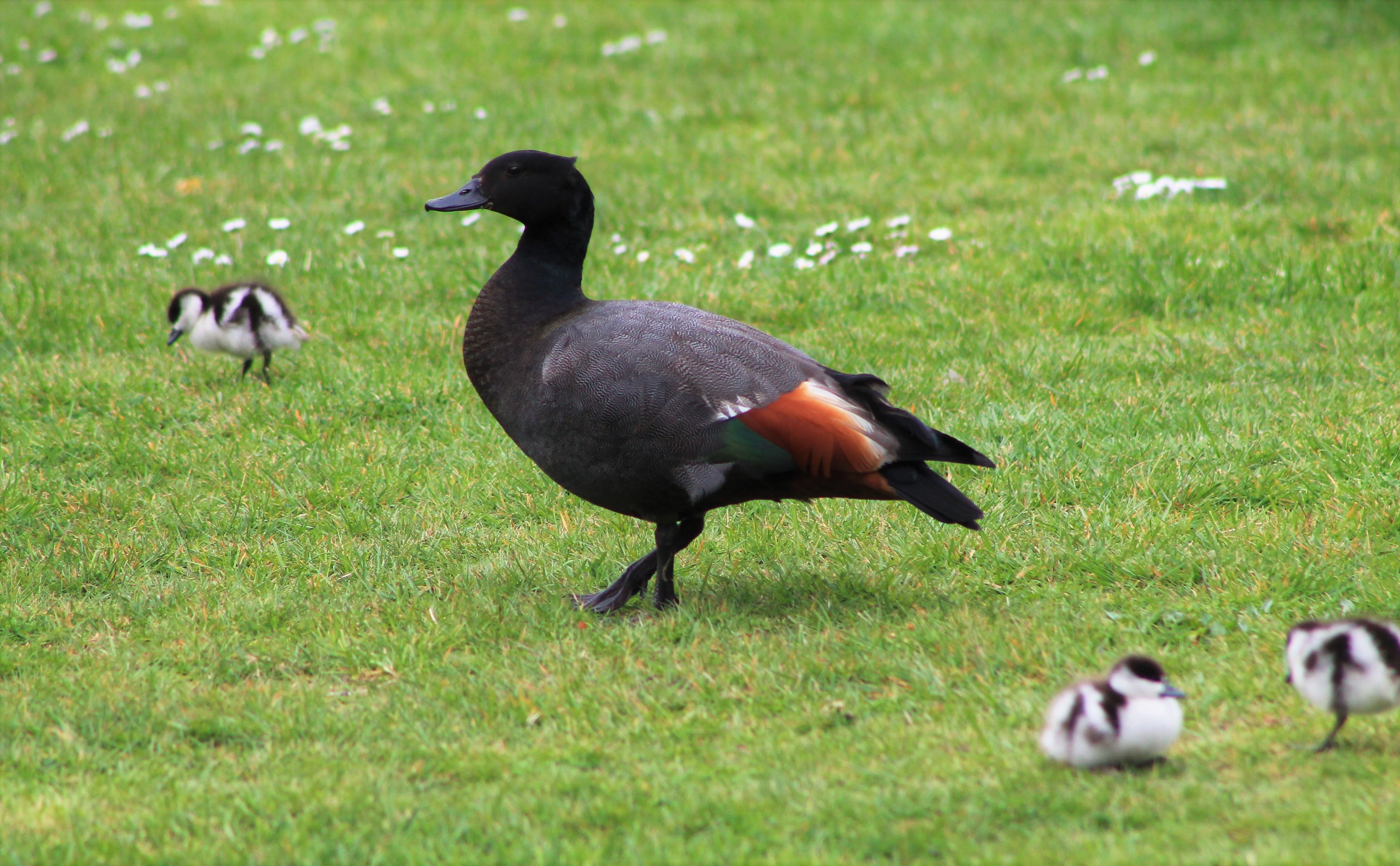 Paradise Duck (Tadorna variegata), male and chicks