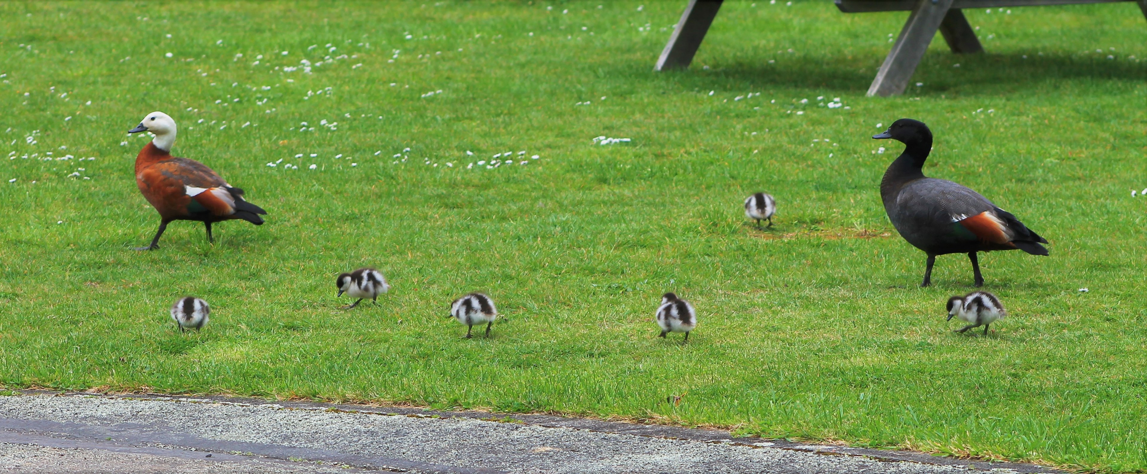 Paradise Duck (Tadorna variegata), pair and chicks