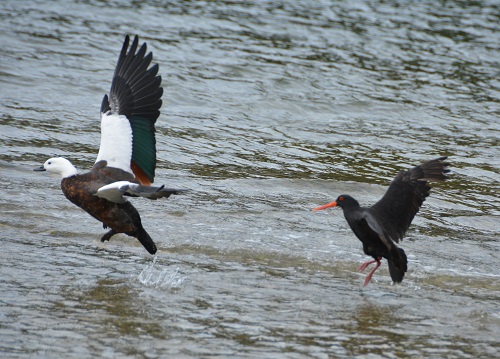Paradise duck & variable oystercatcher