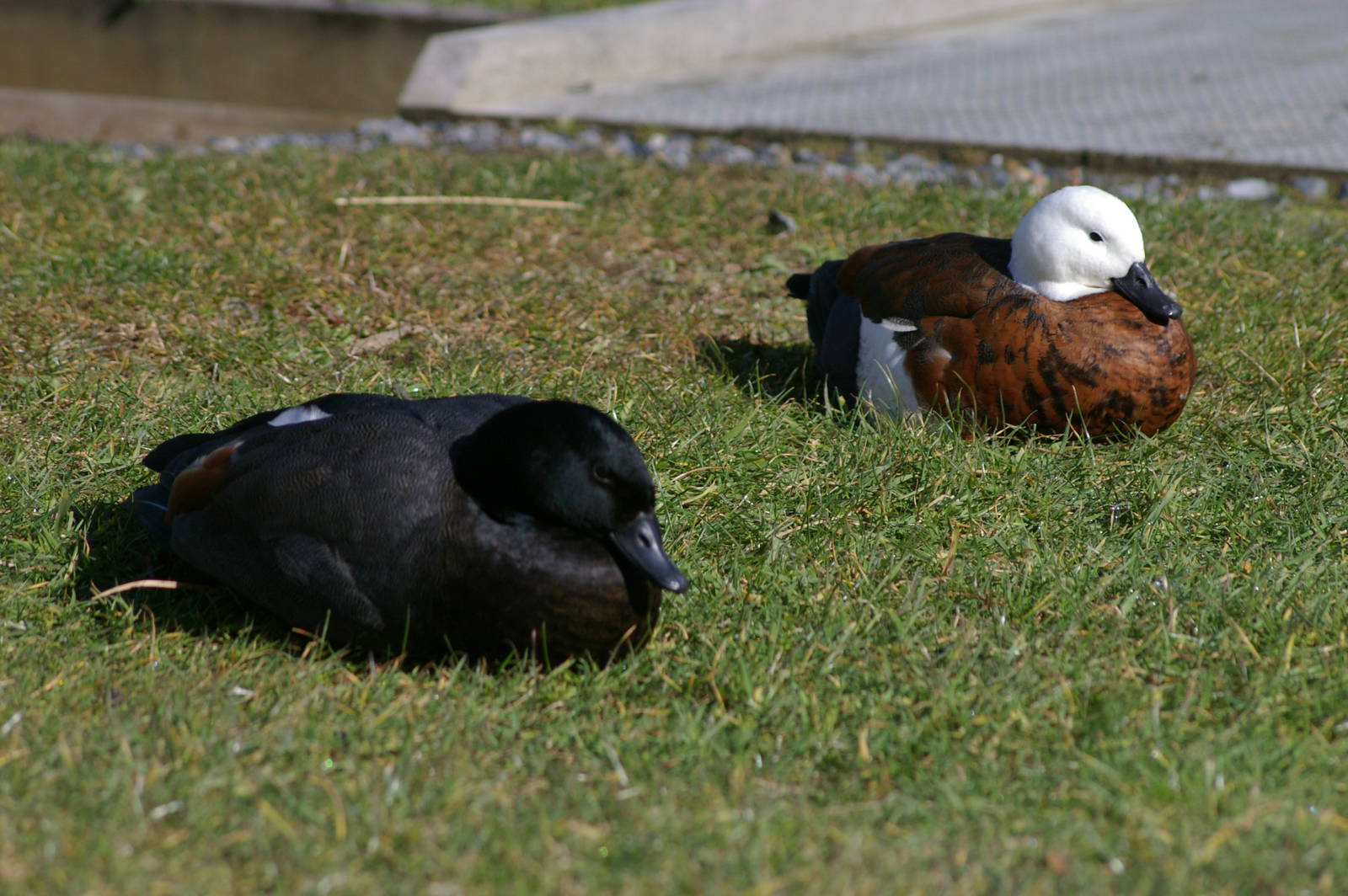 Paradise Ducks (Tadorna variegata)