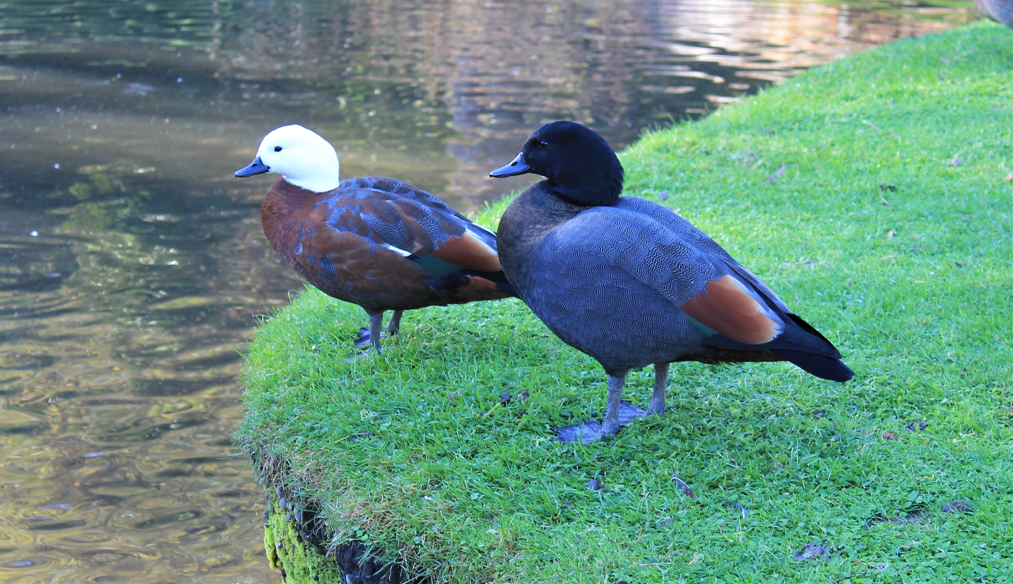Paradise Ducks (Tadorna variegata)
