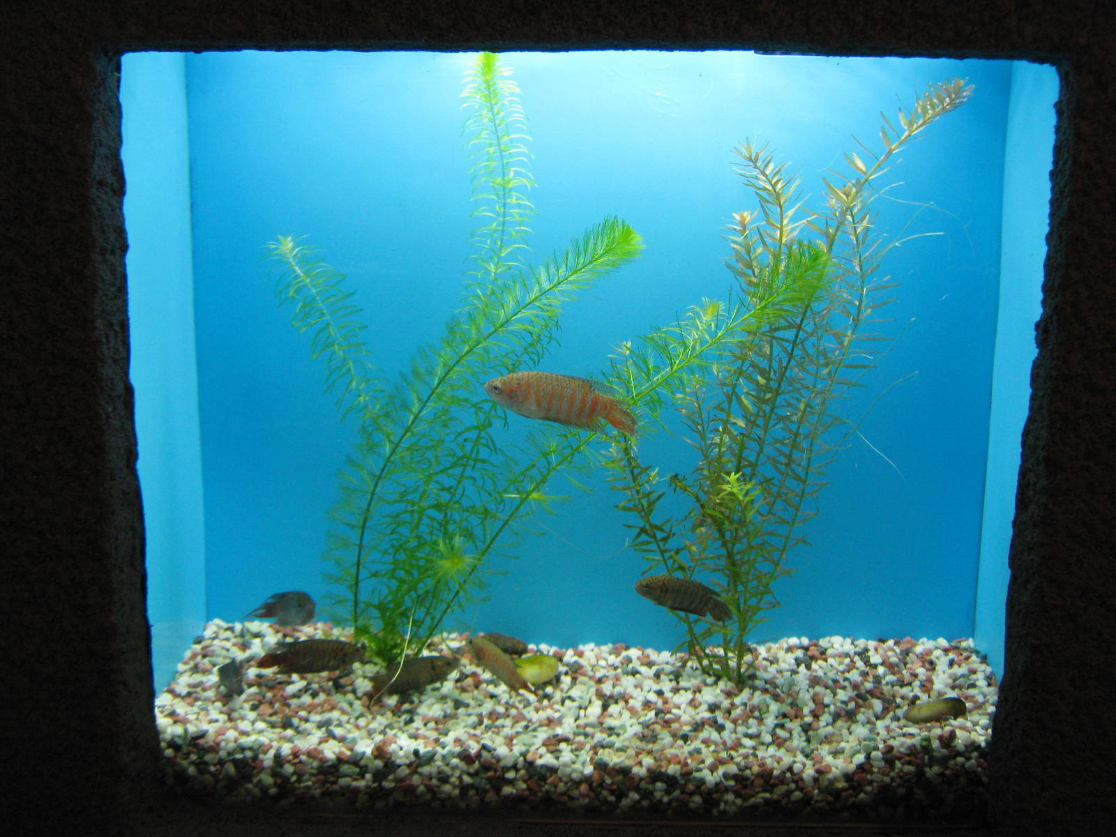 Paradise fish (Macropodus opercularis)