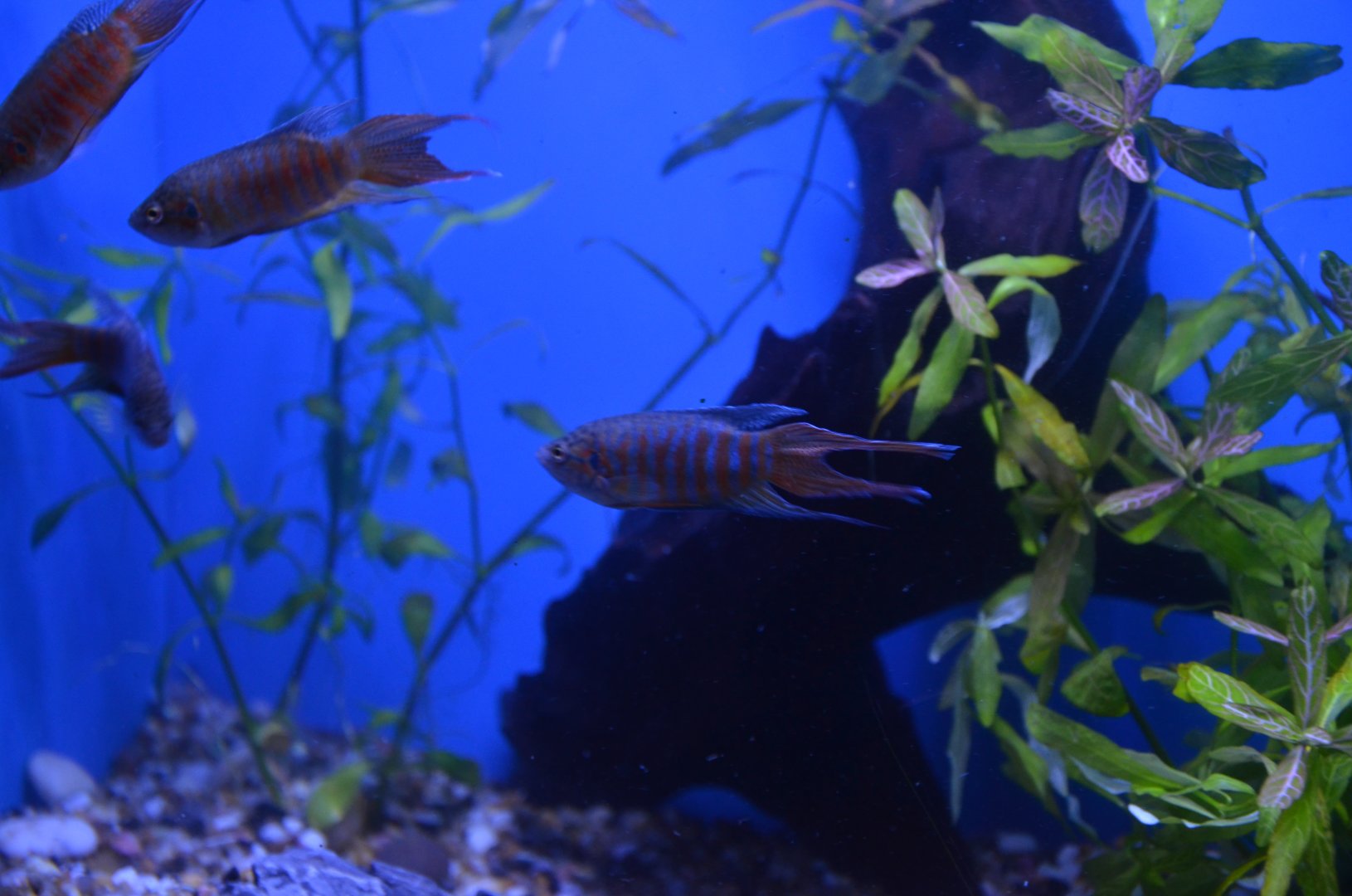 Paradise fish ,Macropodus opercularis