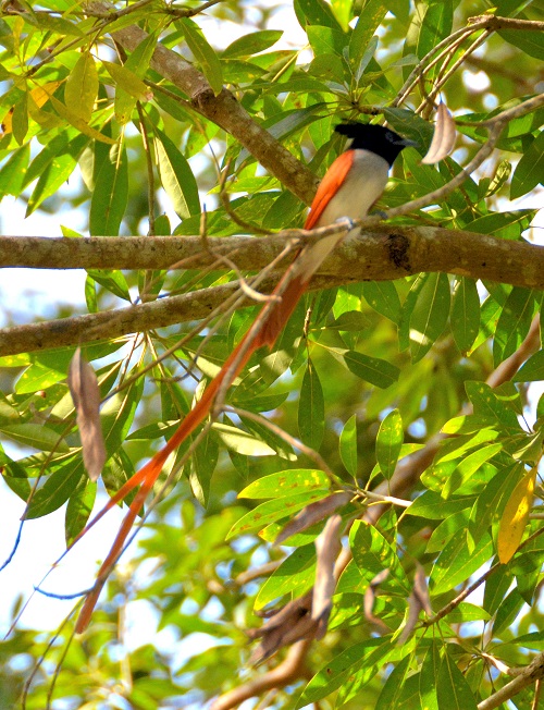Paradise flycatcher.