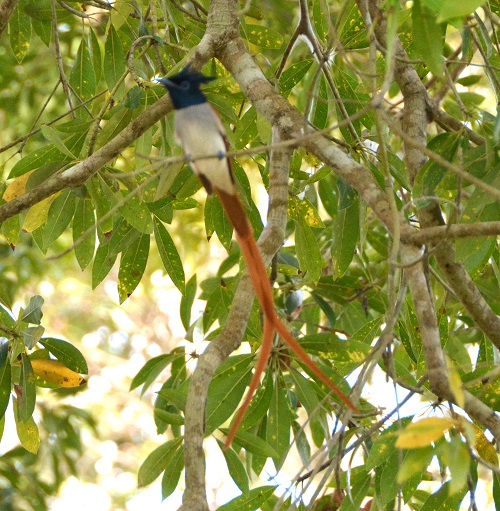Paradise flycatcher.