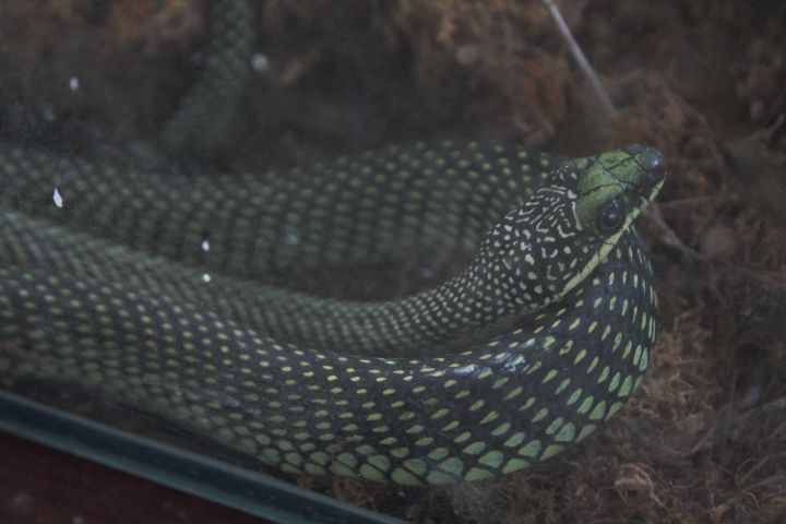 Paradise flying snake (Chrysopelea paradisi paradisi) - Taman Konservasi Sato Loka