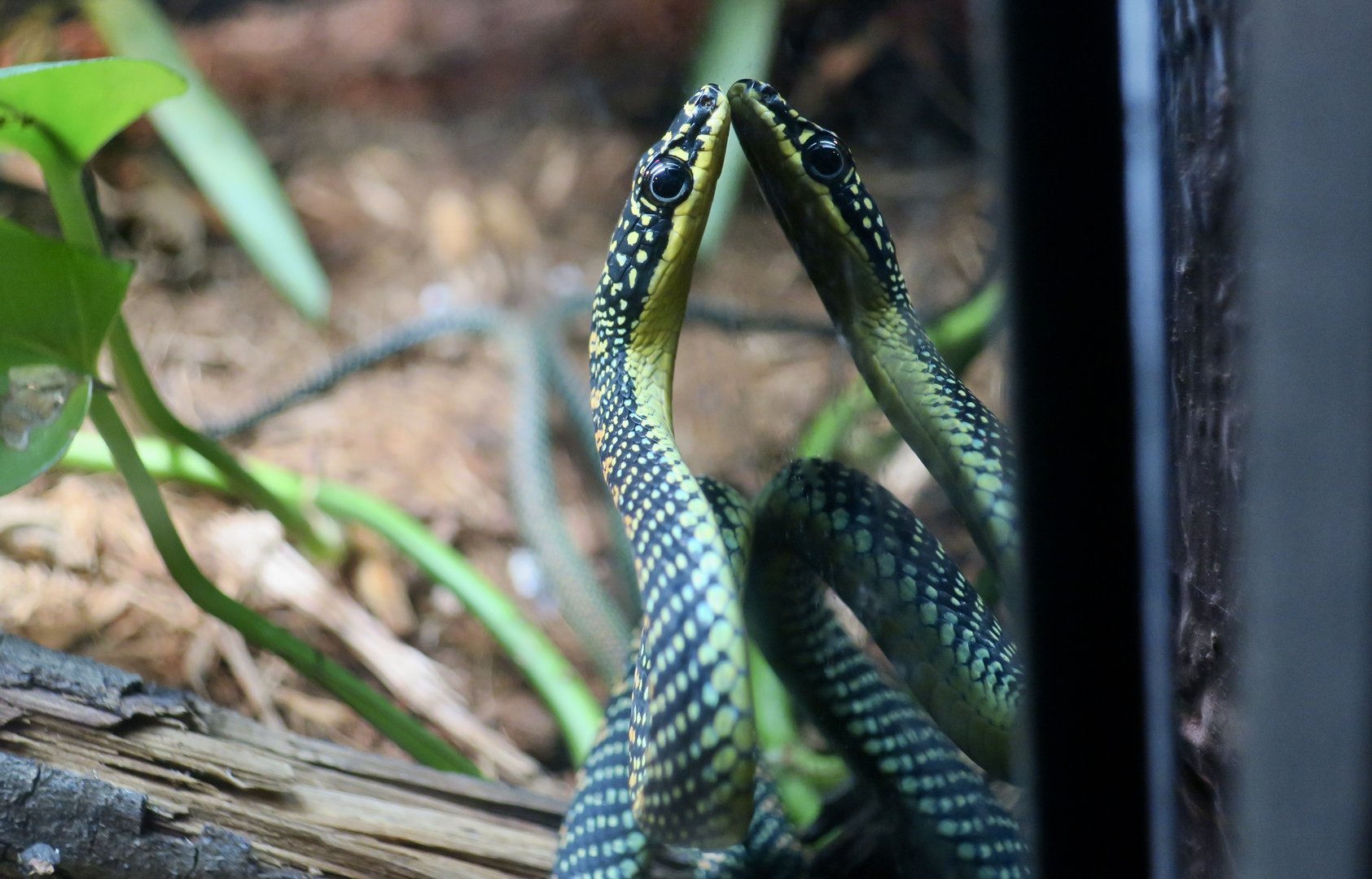 Paradise Flying Snake (Chrysopelea paradisi)