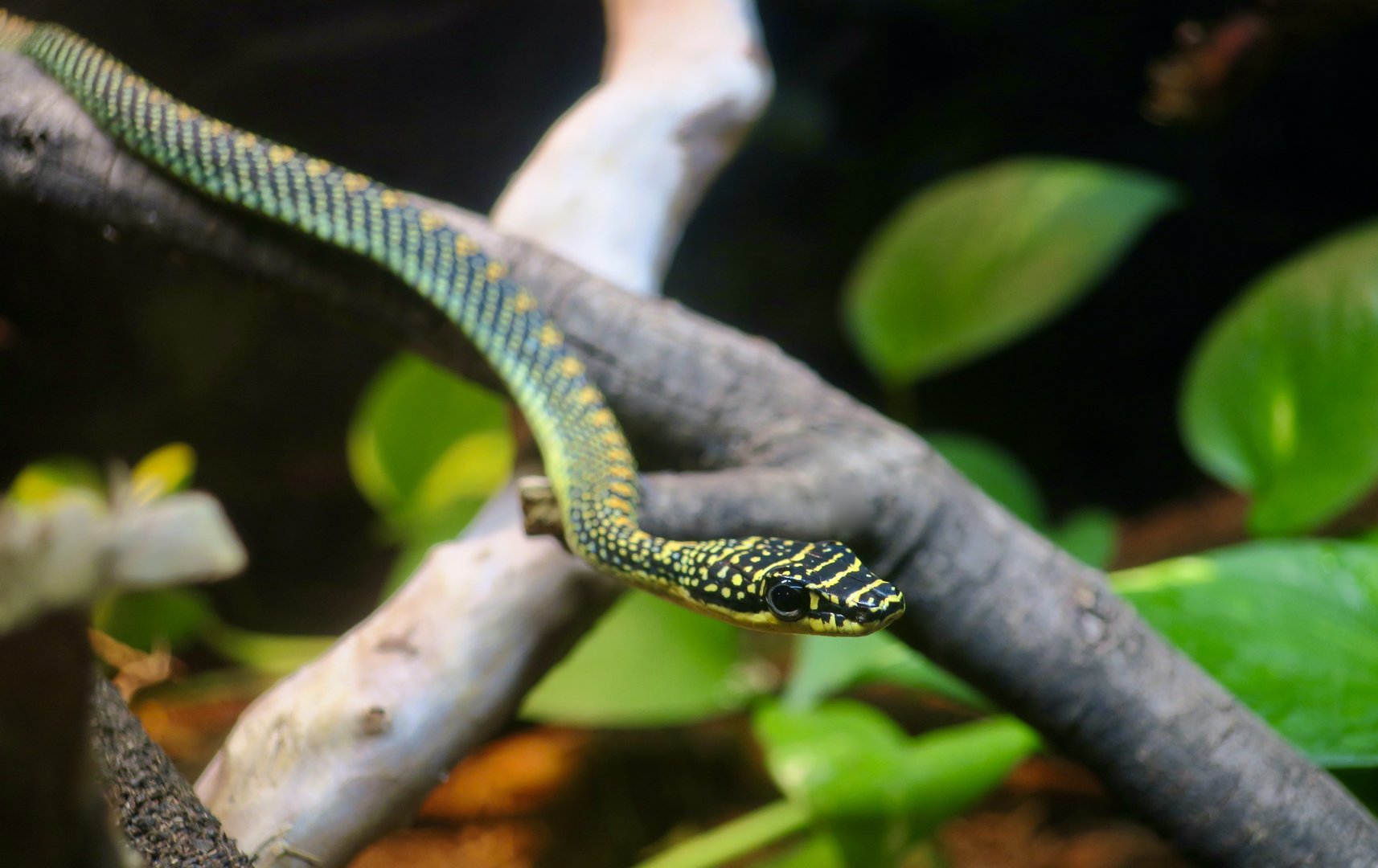 Paradise Flying Snake (Chrysopelea paradisi)
