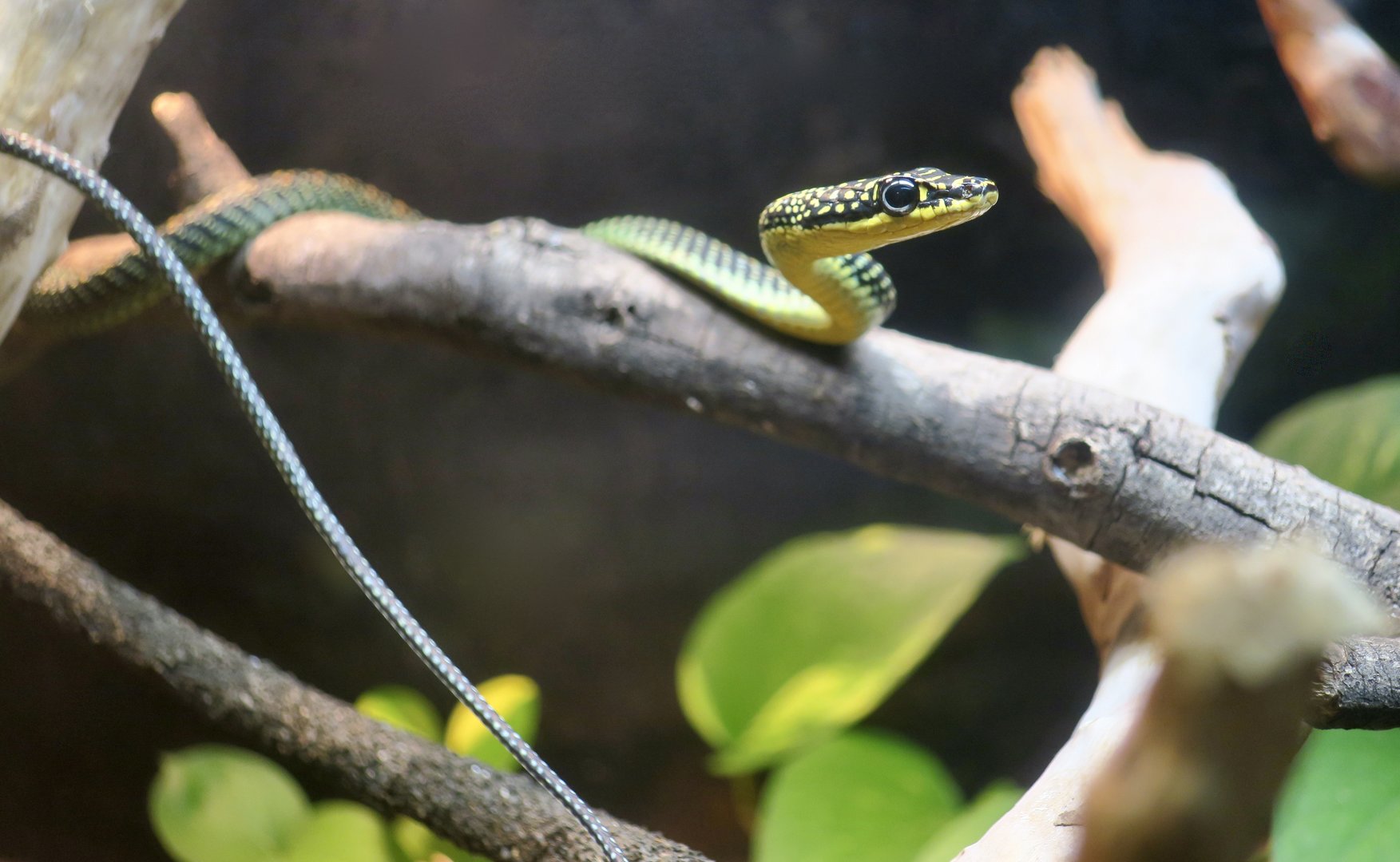 Paradise Flying Snake (Chrysopelea paradisi)