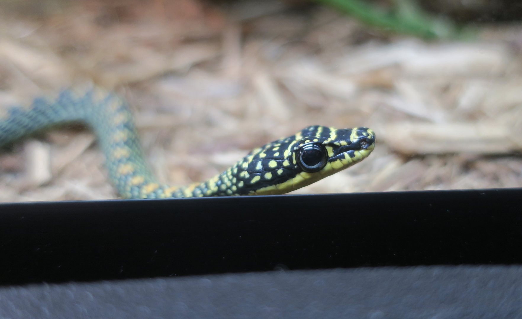 Paradise Flying Snake (Chrysopelea paradisi)