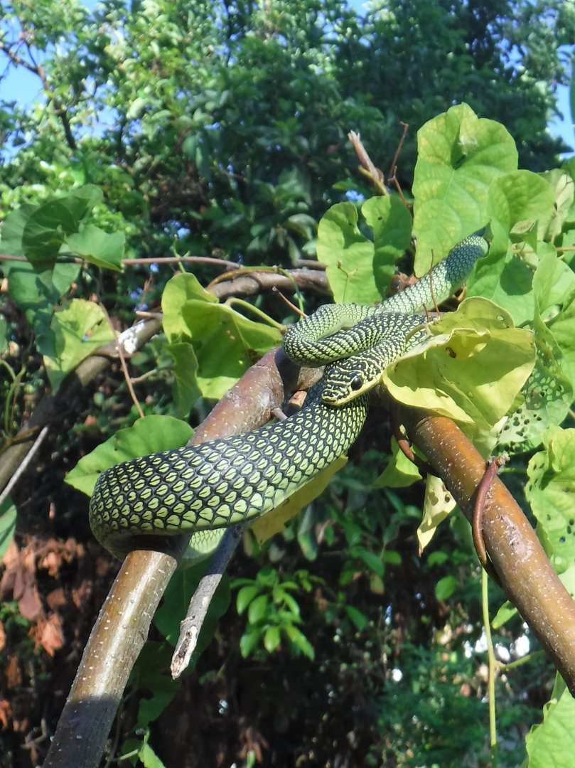 Paradise Flying Snake
