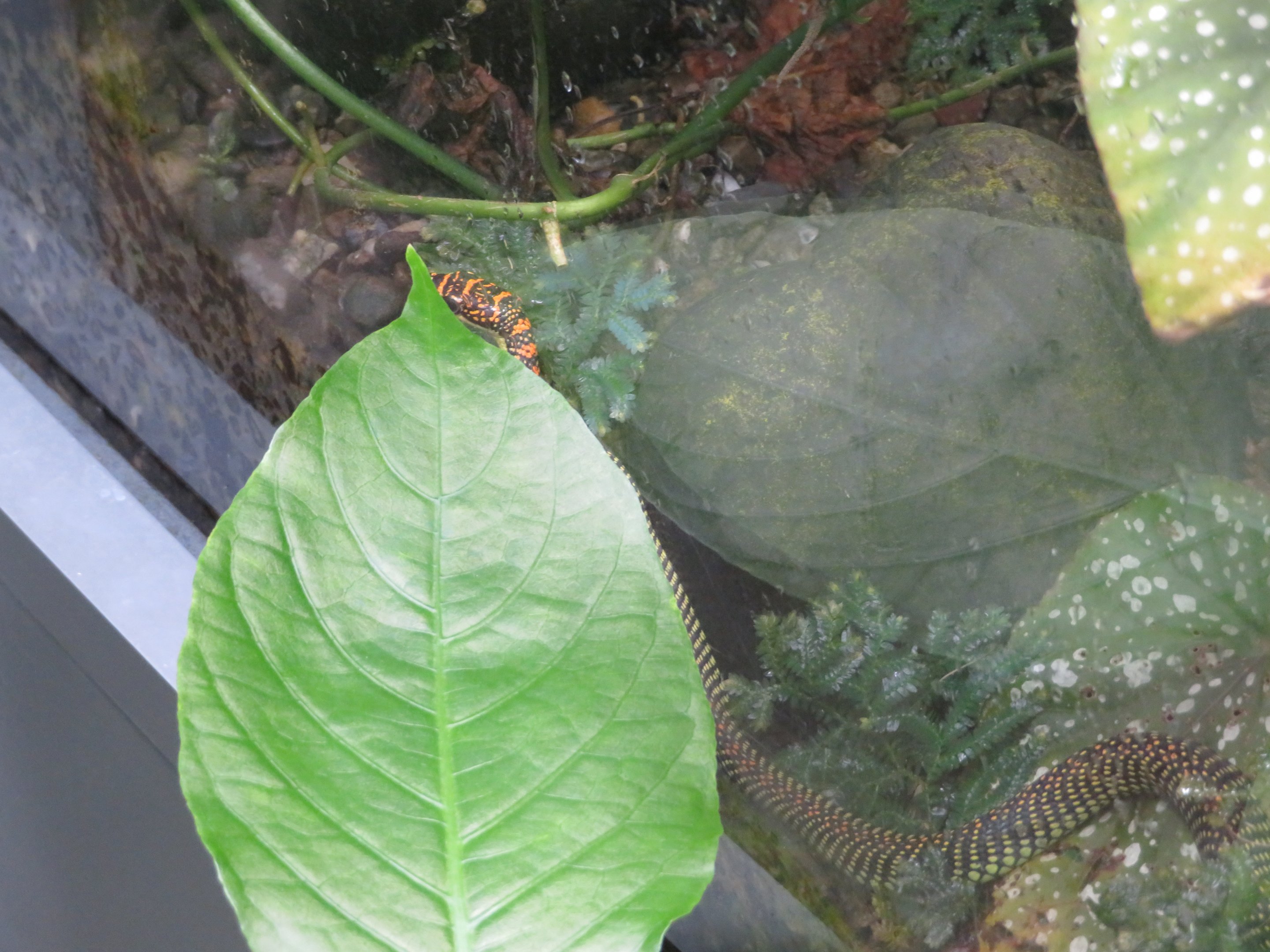 Paradise Flying Snake