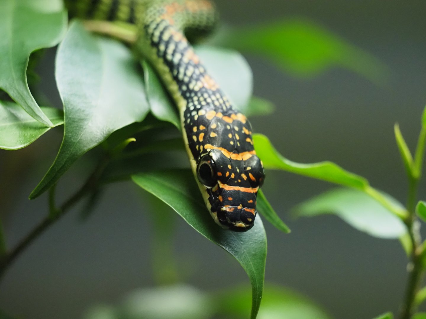 Paradise Flying Snake